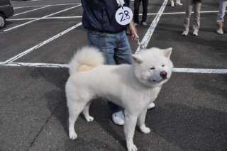 秋田犬１ 031.JPG